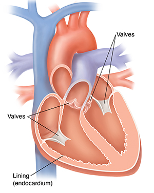 Four chamber view of the heart showing the endocardium.
