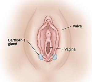 Female external genitalia showing Bartholin's glands.