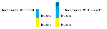 La imagen muestra un cromosoma normal con el brazo P y el brazo Q, en comparación con un cromosoma con parte del brazo P duplicado.