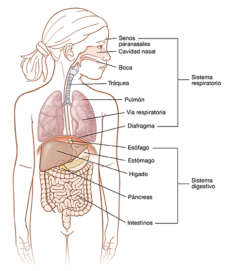 Vista frontal de niña donde pueden verse los sistemas digestivo y respiratorio.