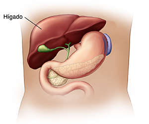 Vista frontal de un torso donde se observa el hígado.