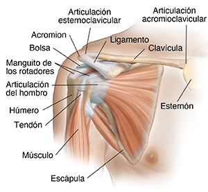 Vista frontal de la articulación del hombro donde se observan los ligamentos, los músculos y los tendones.