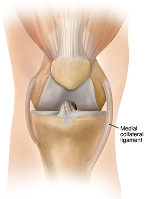 Front view of knee with location of medial collateral ligament.