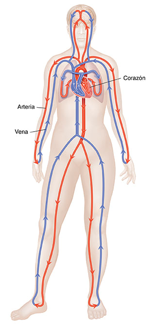 Vista frontal del cuerpo donde se observan las arterias, las venas, el corazón y los pulmones con el aparato circulatorio cerrado.