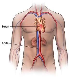 Front view of body showing location of heart and aorta.